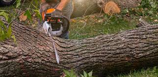 Best Fruit Tree Pruning  in USA